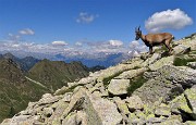 05 Stambecco (femmina) osserva sul sul versante valtellinese 